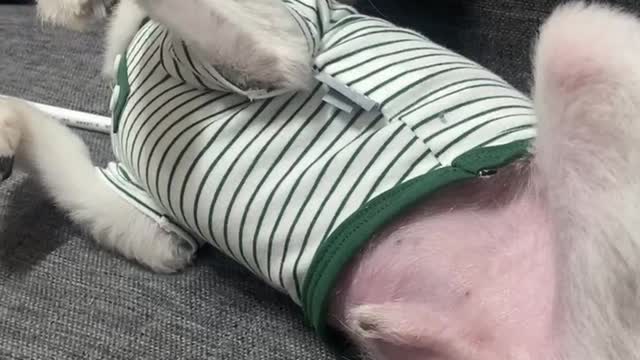 The back of a sexy dog.