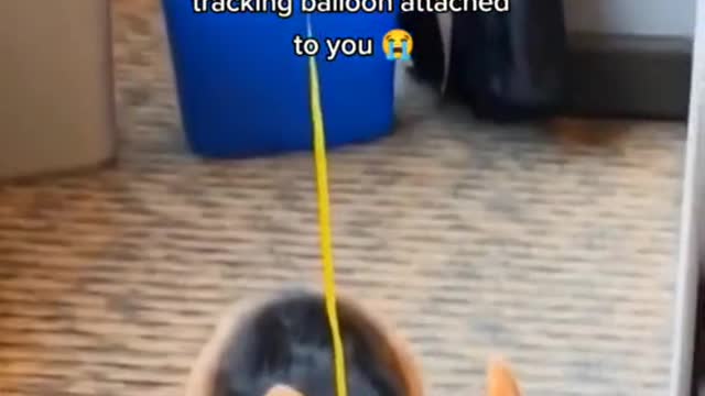 When you are a curious office corgi so you get a tracking balloon attached to you