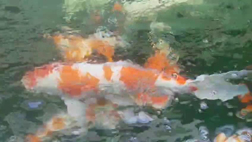 Lake Koi fish