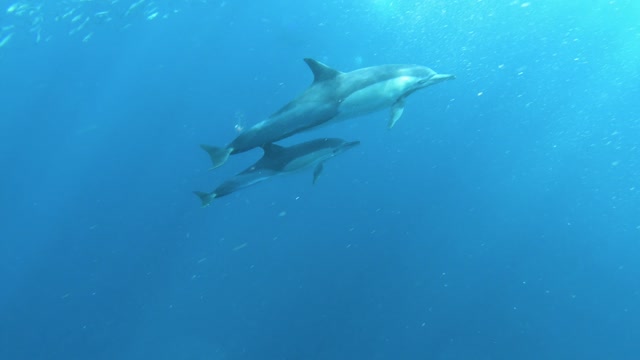 Beautiful dolphins swimming in the ocean