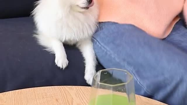 Dog funny