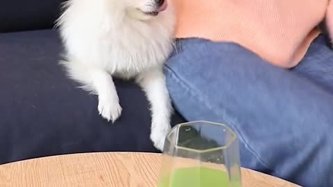 Dog funny