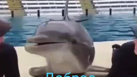 Вот такой дельфин!