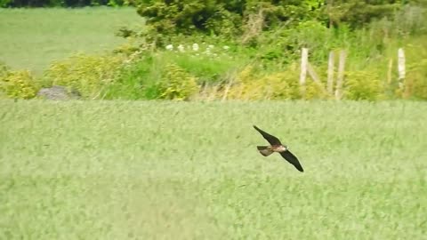 Eleonora's Falcon - Worth, Kent