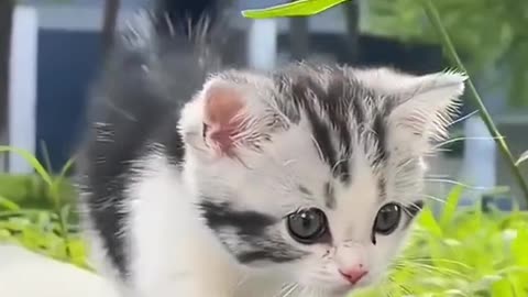 Cute Pet In funny mood