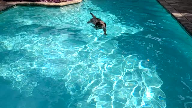 Dog in Pool