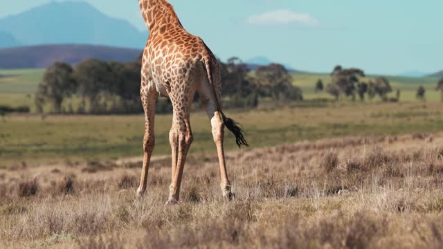 Big tall giraffe