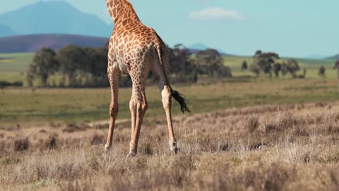 Big tall giraffe