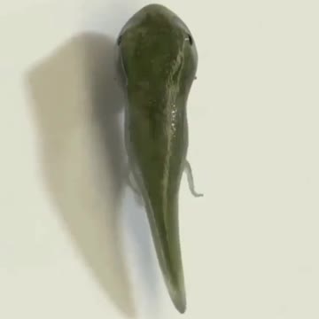 Metamorphosis of a tadpole