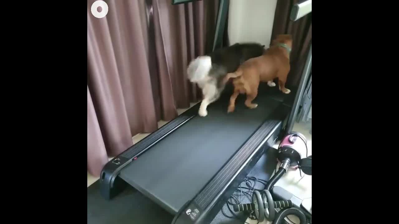 Funny dogs Running on treadmill