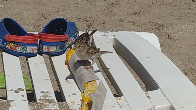 Corn-eating birds on the beach