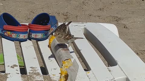 Corn-eating birds on the beach