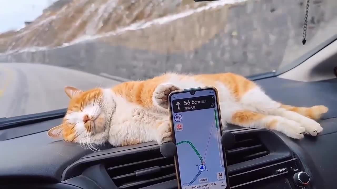 Beautiful cat sleeping in the car