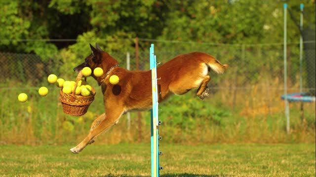 Perritos jugando