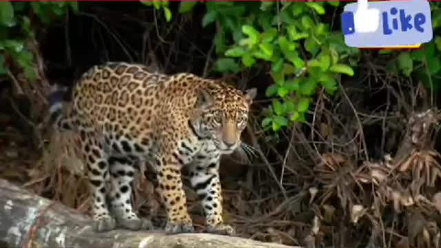 Animals video!
