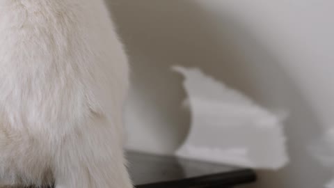 a-white-cat-swinging-its-tail