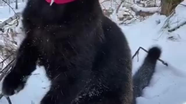 Black friend cute leopard cute pet