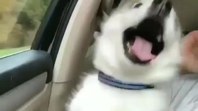 funny pet dog