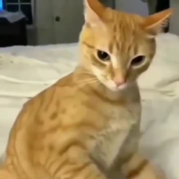 Mf said “🤨” 😹 - - - - - Idk who made this, dm for credit -