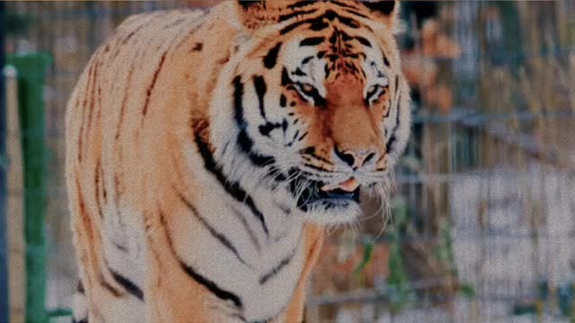 TIGER 🐯 VIDEO | WILD ANIMALS | ANIMALS VIDEO