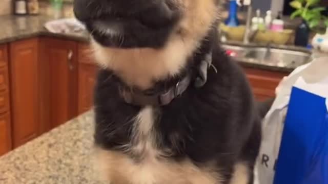 Cute Dog