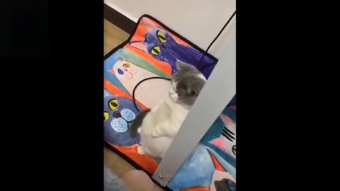 Funny and cute pets😍