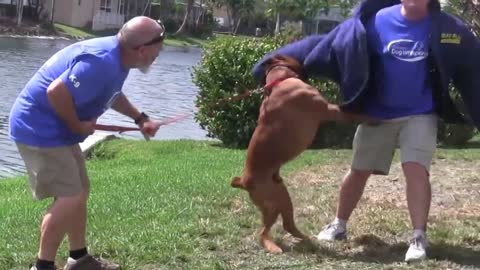 BEST GUARD DOG TRAINING MUST SEE!!!