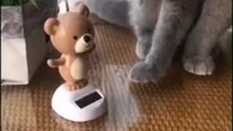 Baby Cats!😍 Cute and Funny Cat Videos #14 #shorts