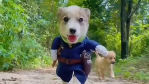 Dog shows off adorable outfit