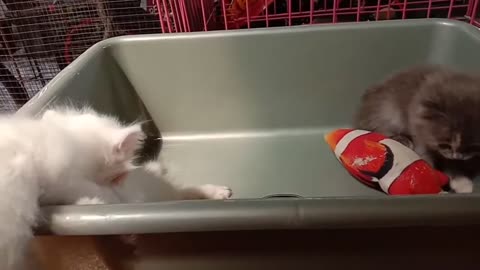 baby kitten anggora | anak kucing anggora lucu