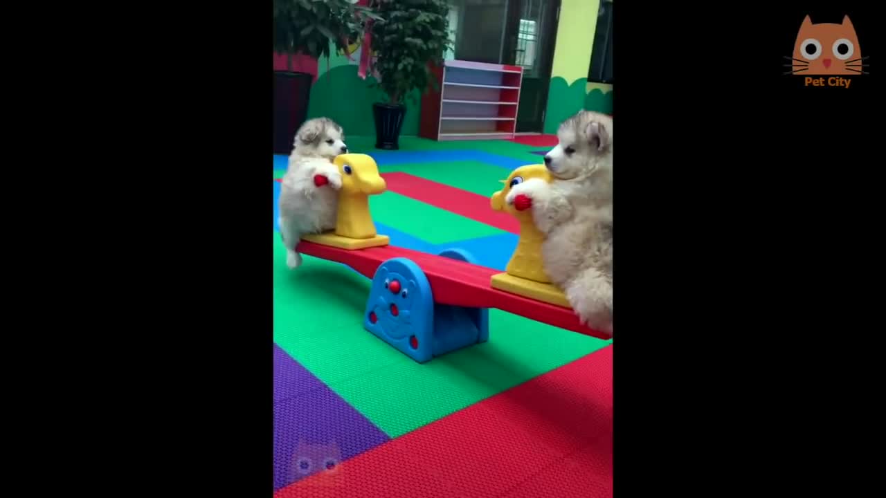 ANIMALITOS PARA LA RISA
