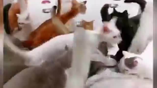 Funny cat laughter
