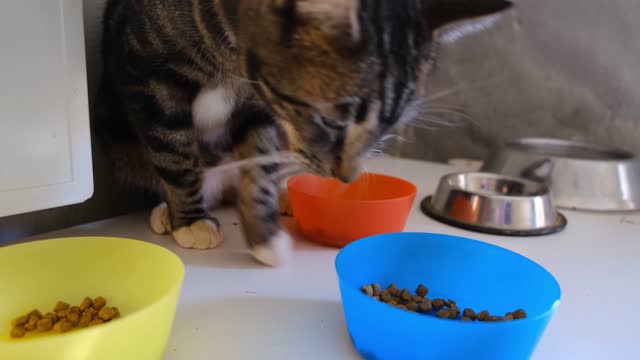 A cat that is eating cat food