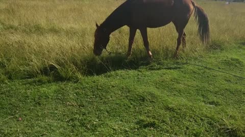 Funny horse 🐎 eating grass videos 🥰