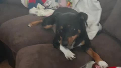 Yeeting the Dr Pupper