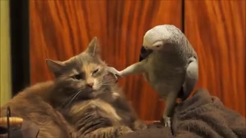 Parrot annoys cat