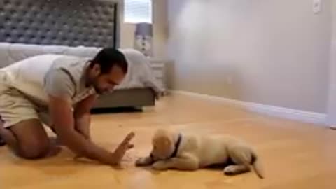 Dog training video