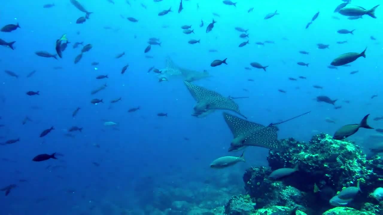 Stingrays in perfect formation drift past thrilled scuba diver in the Galapagos