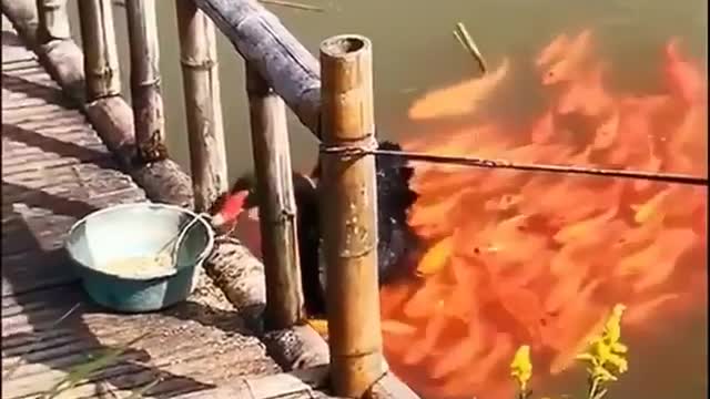 Swan helping out little fish
