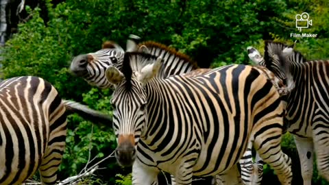 This Zebra animal video