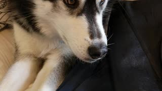 Husky loves her head scratched