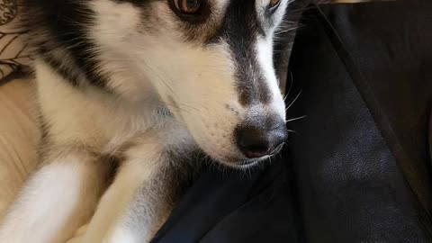 Husky loves her head scratched