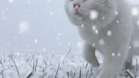 white kitten running in the snow