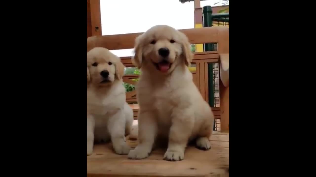 A MUST WATCH; Cutest puppies! Mother dog 🐕 & puppies