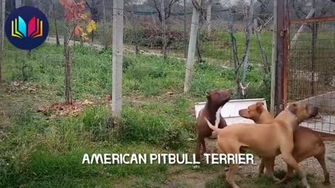 A group of unique dogs in the world, see what you do, Aalaa.