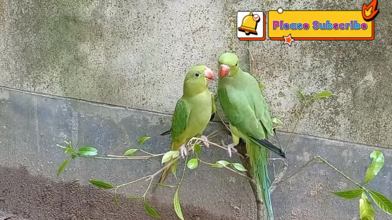 Indian ringneck parrot 2022