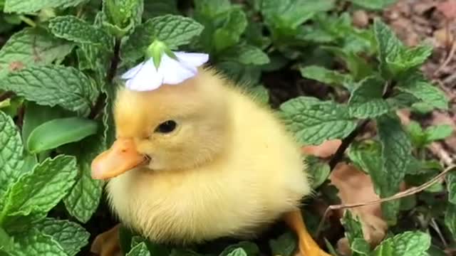 cute duck