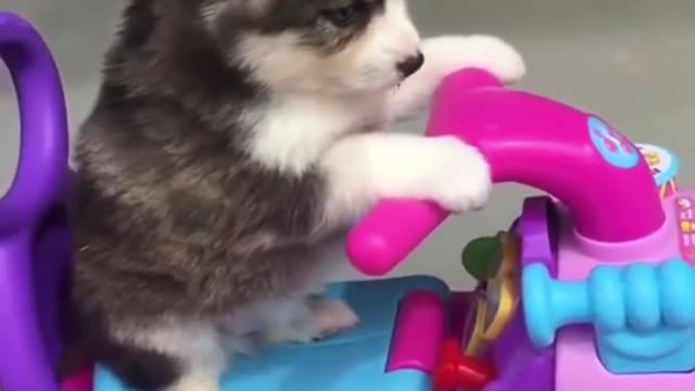 Cute baby PUPPIES compilation cutest moment