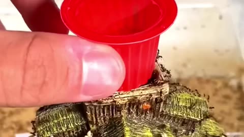 Ants Eating Red Jello