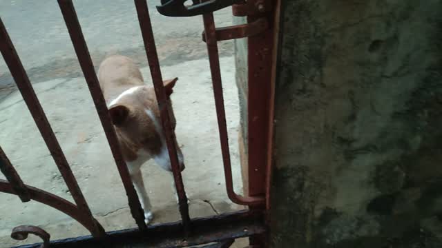 Waiting for open door my dog